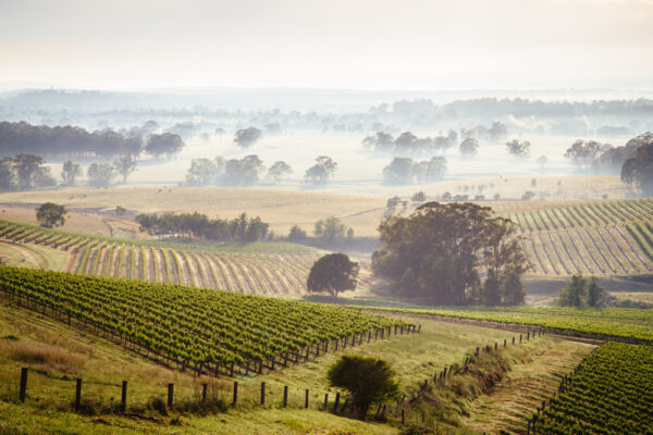 Sunrise,Over,Hunter,Valley,Vineyards